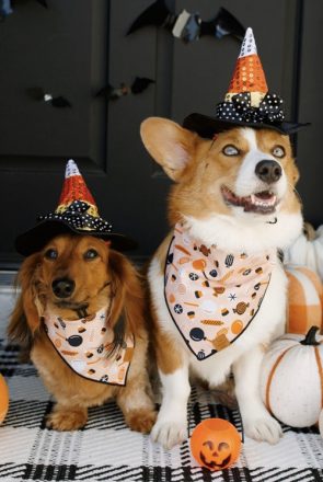 Trick or Treat bandana