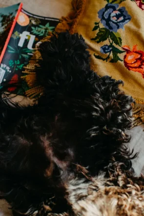 Fluffy black dog relaxing on a bed with floral pillows and magazines at a cozy pet-friendly Airbnb.