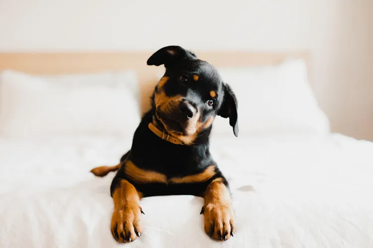 Cute puppy head tilt - 15 Tips to Bond With Your Puppy