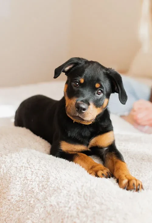 New Puppy Shopping List_ The Essential Free Checklist for Pet Parents