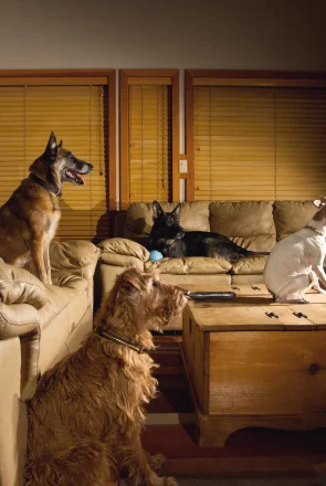 Five dogs of various breeds sitting in a living room and intently watching a dog movie on a bright television screen.
