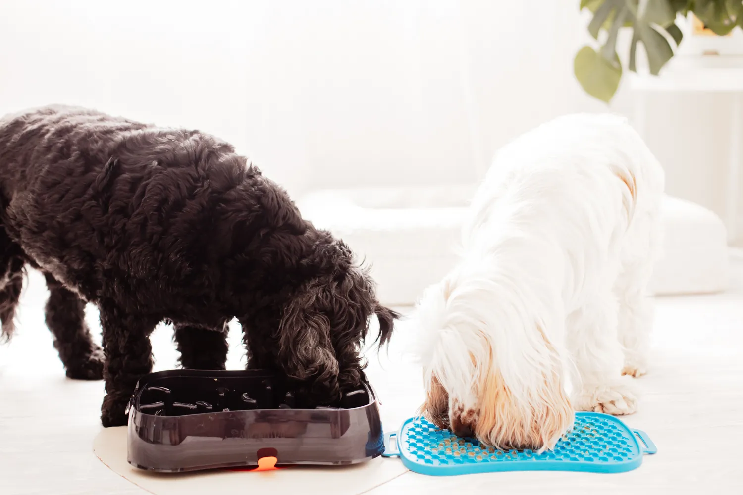 Super Feedy_Australian Slow Feeder Dog Bowl and Lick Mat