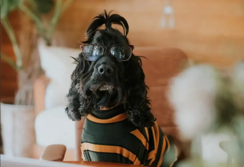 How smart is your dog quiz - Ziggy