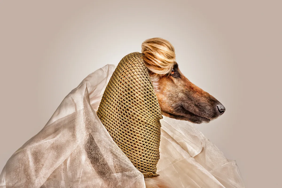 Top model Afghan Hound wearing a gold knit hood and sheer wrap, studio pet photography by Santos Román.