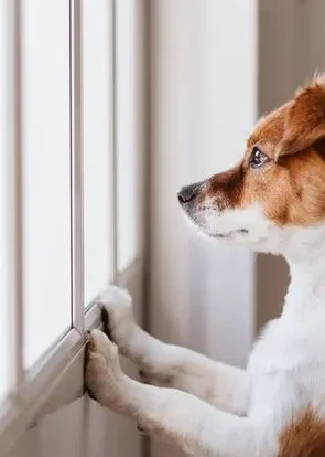 Jack Russell Terrier looking out a window, representing dog training and lifestyle tips for your four-legged mate.
