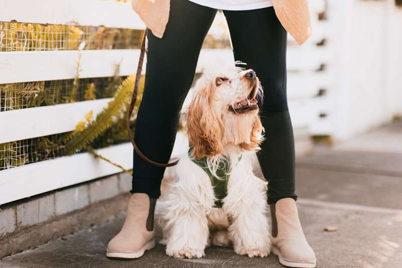 Fluffy Spaniel in a harness sitting between its owner's legs on a sidewalk, looking up when it doesn't want to walk.