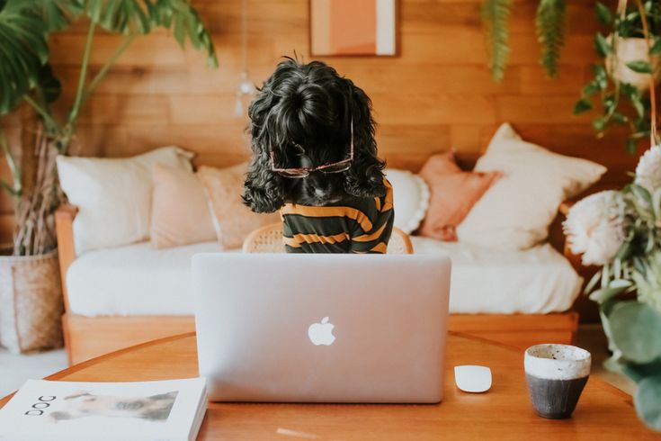 Take Your Dog to Work Day