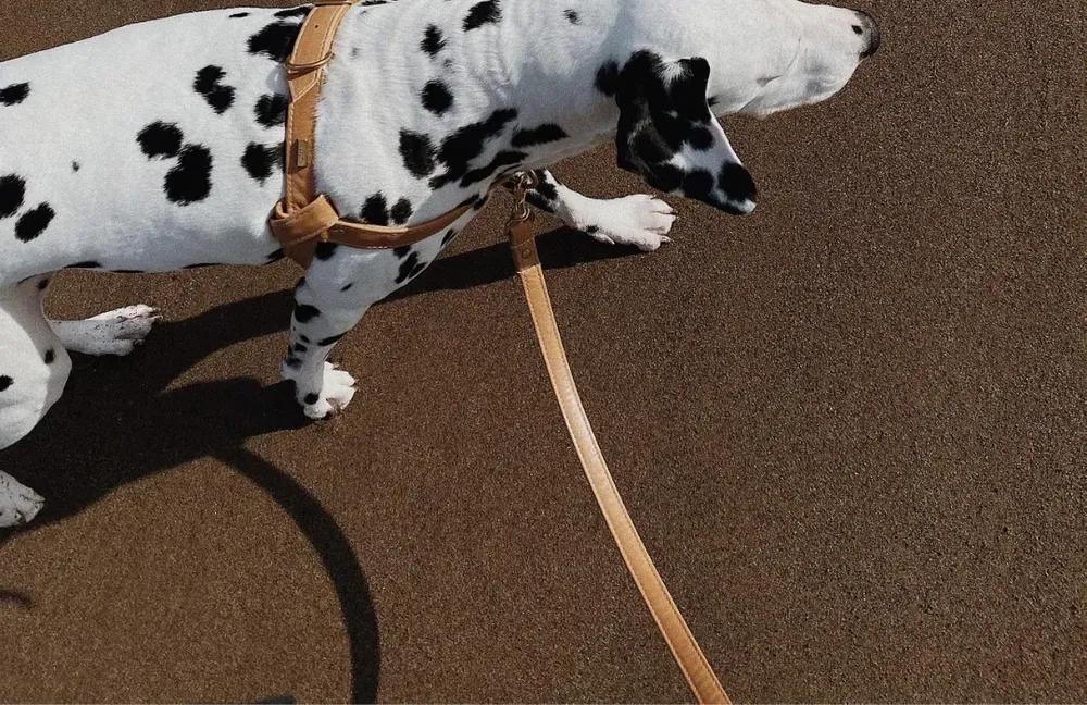 Dalmatian wearing a designer tan leather dog harness and matching leash on dark sand.