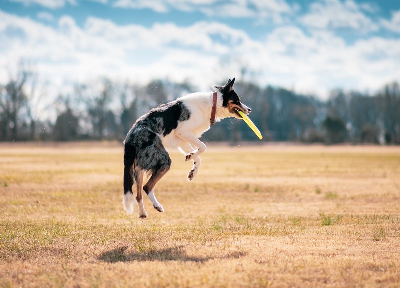 Active border collie jumping to catch a yellow frisbee, a fun way to mentally stimulate your dog outdoors.