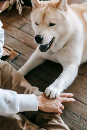 dog training class