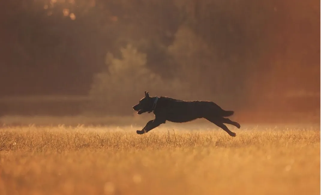 8 Heartfelt Pet Memorial Poems About The Loss of A Dog4