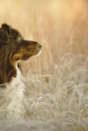 8 Heartfelt Pet Memorial Poems About The Loss of A Dog8