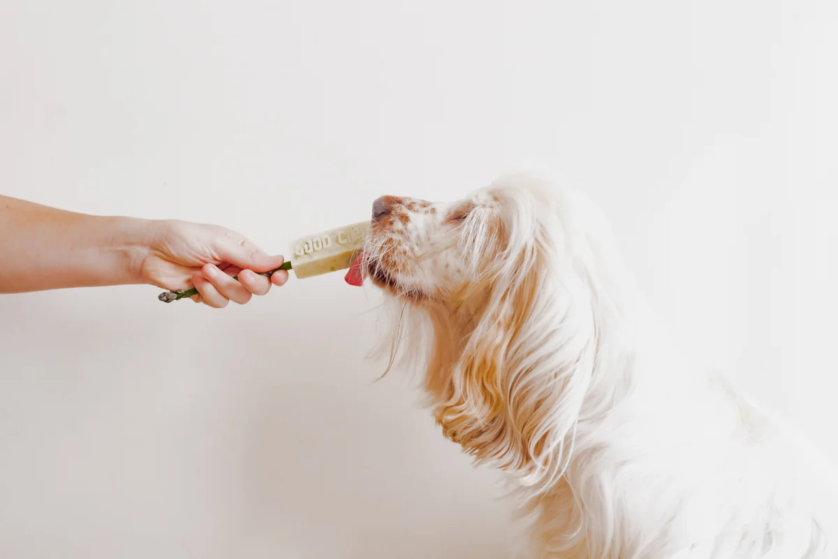 dog licking frozen homemade probiotic dog treat