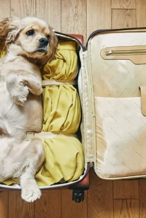 Cocker spaniel dog lying in an open suitcase packed with clothes, preparing for flying with a psychiatric service dog.