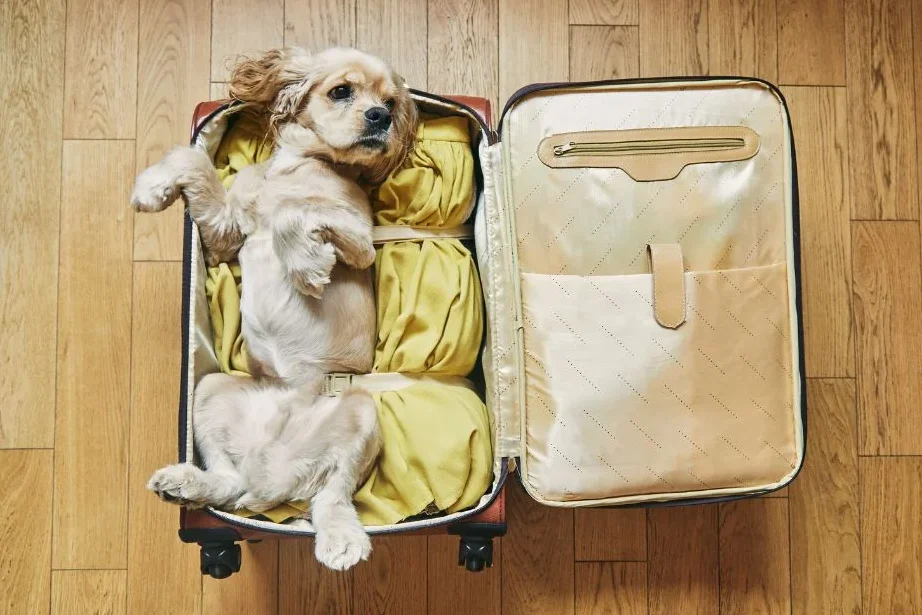 Cocker spaniel dog lying in an open suitcase packed with clothes, preparing for flying with a psychiatric service dog.