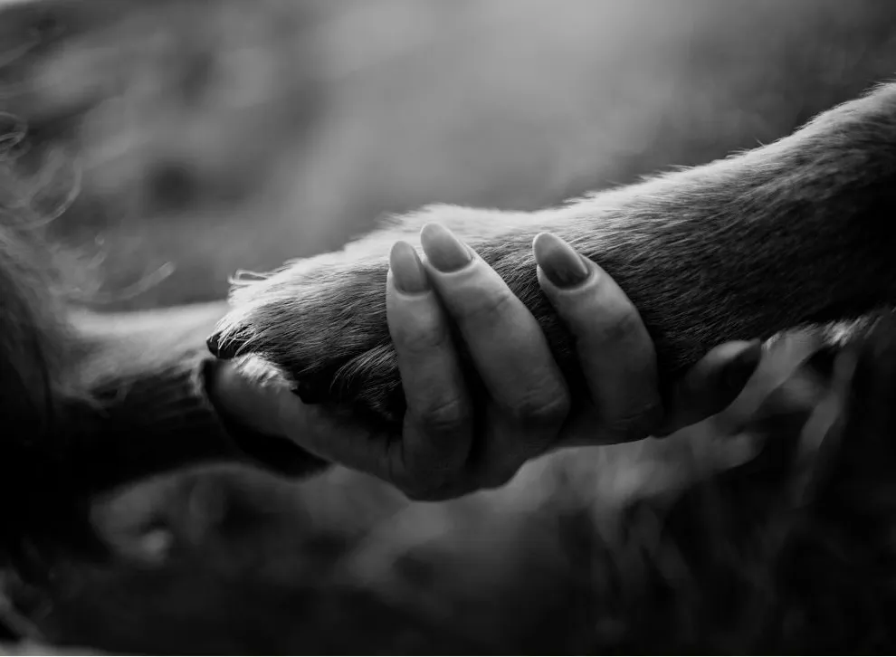 Hand holding paw - deciding to say goodbye to your pet