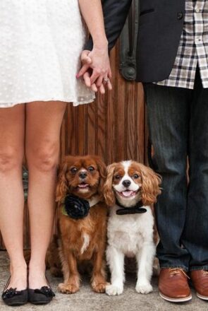 How to Include Your Pet in Your Proposal