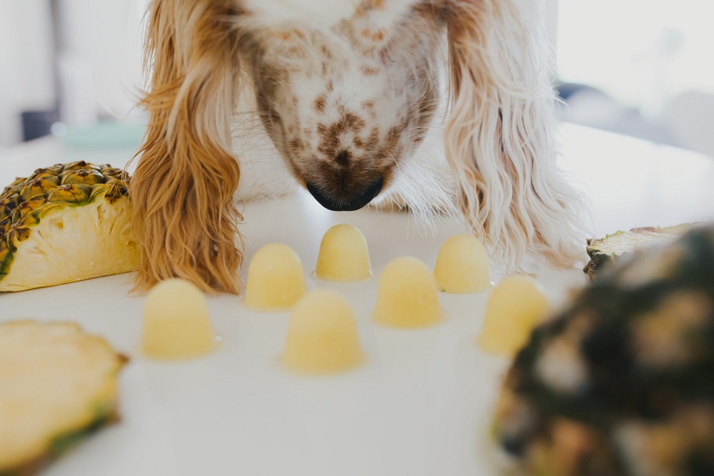 Cocker spaniel sniffing frozen pineapple dog treats and pina colada dog popsicles on a white surface.