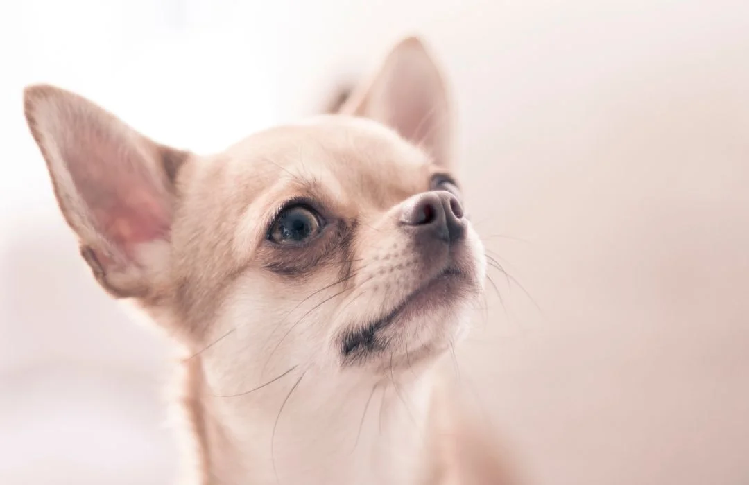 Guide to dog dementia signs and stages