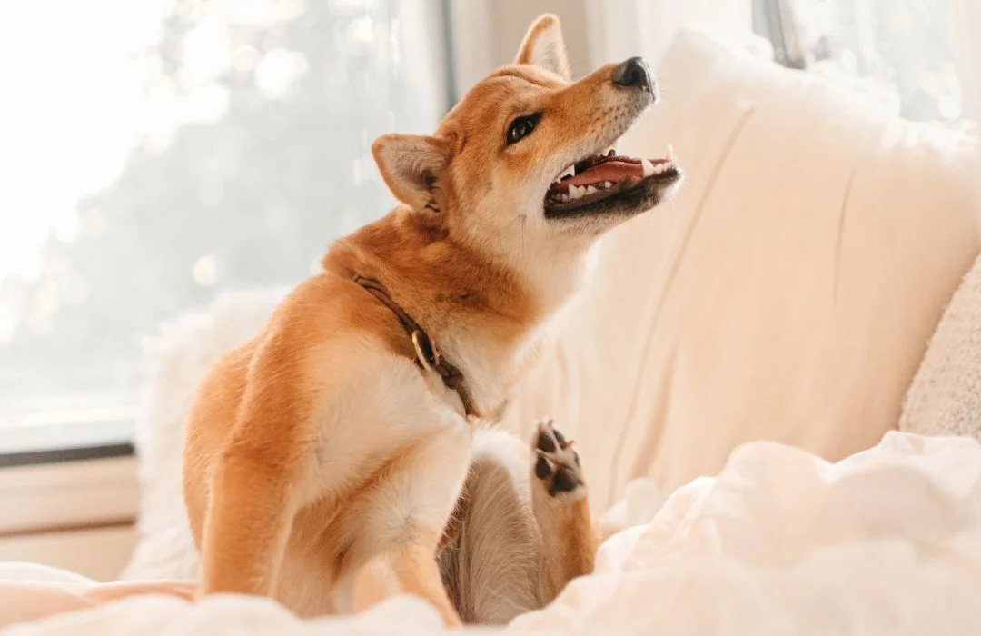 dog scratching an itch