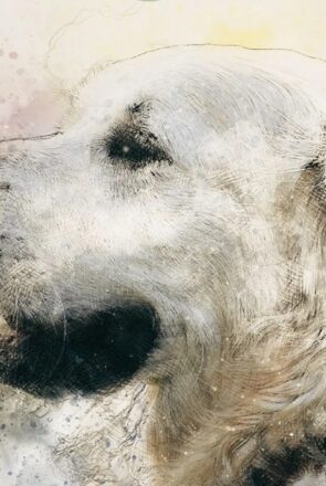 Old-Dog-Quotes