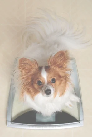 Small Papillon dog sitting on a digital weight scale, promoting healthy pet weight management.