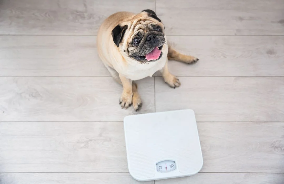 The Pet Obesity Epidemic