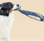 chic stylish dog toys