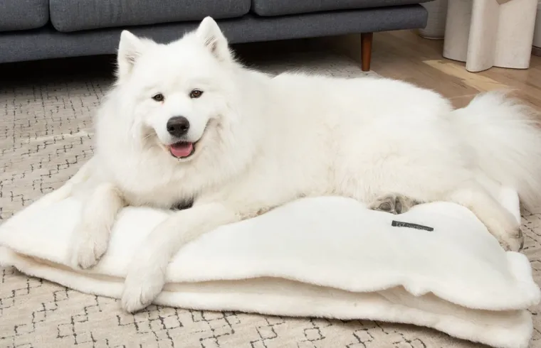 Nandog Pet Gear
