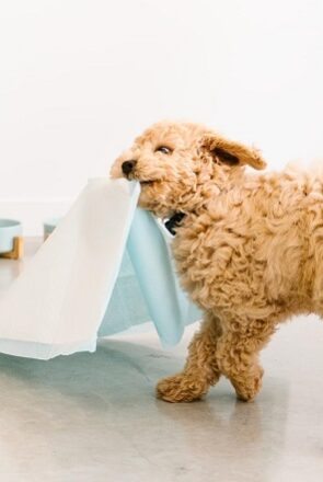 Pet Genie Pail - best pet tech products
