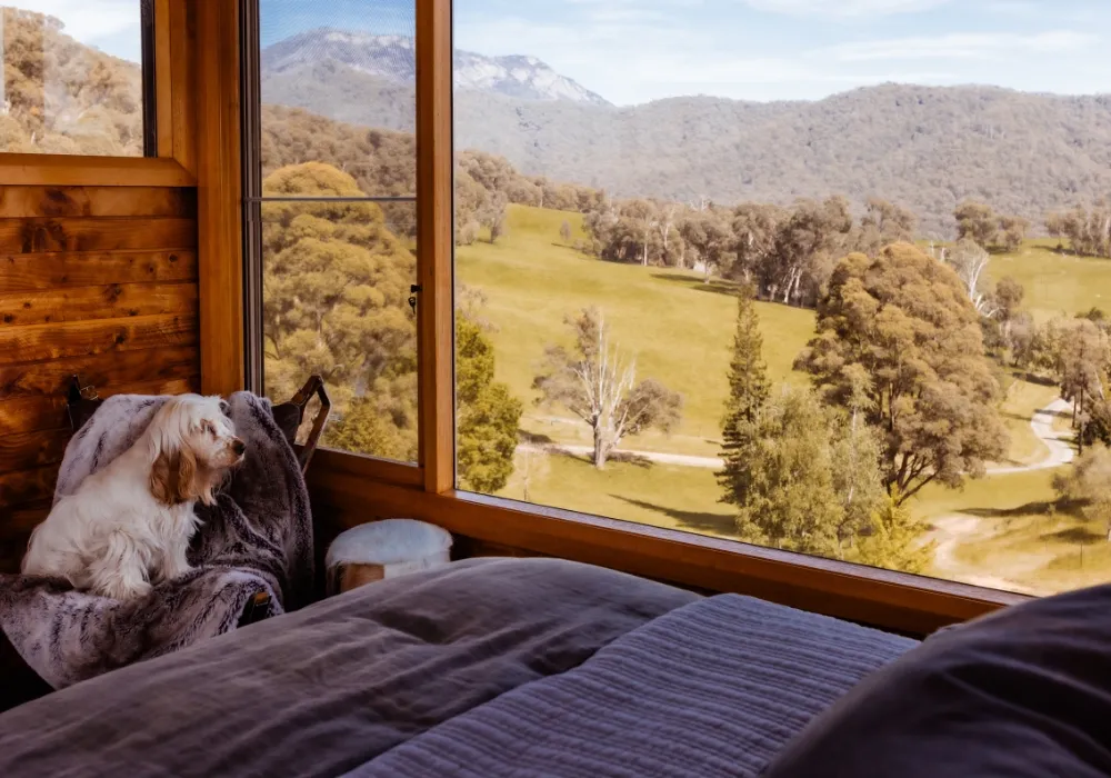 Small dog on a chair overlooking mountain views at The Grove Estate, luxury pet-friendly accommodation in Porepunkah.