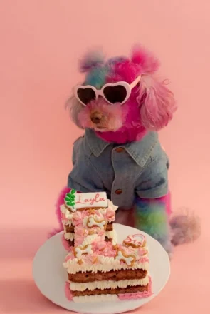 A colorful poodle in sunglasses with a pink homemade dog birthday cake, a perfect DIY dog treat recipe idea.