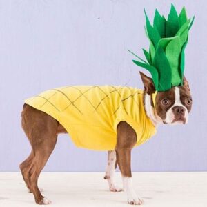 15 easy DIY Halloween dog costumes and fun recipes + projects for dog lovers - including full tutorials and photos for the perfect Halloween!