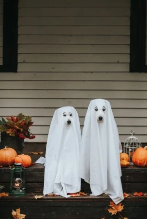 Two dogs dressed as ghosts on porch steps with pumpkins and autumn leaves for a Halloween dog costume shopping guide.