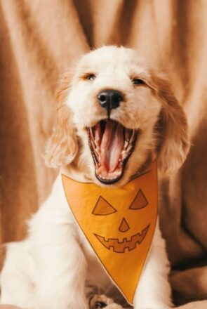 DIY No Sew Dog Pumpkin Mask & Bandana Set for Halloween  