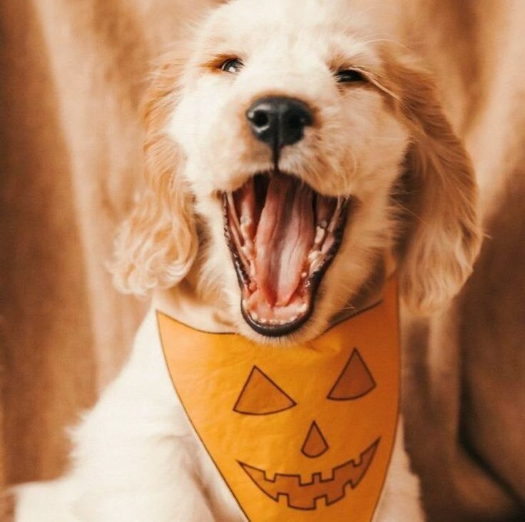 DIY No Sew Dog Pumpkin Mask & Bandana Set for Halloween