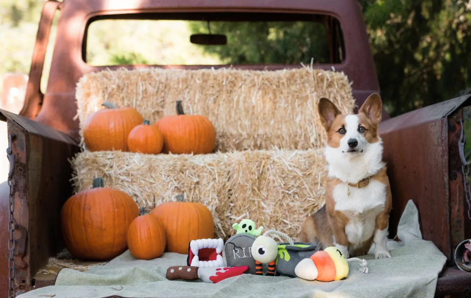 Corgi dog sitting with spooky plush Halloween dog toys, pumpkins, and hay bales in the back of a vintage truck.