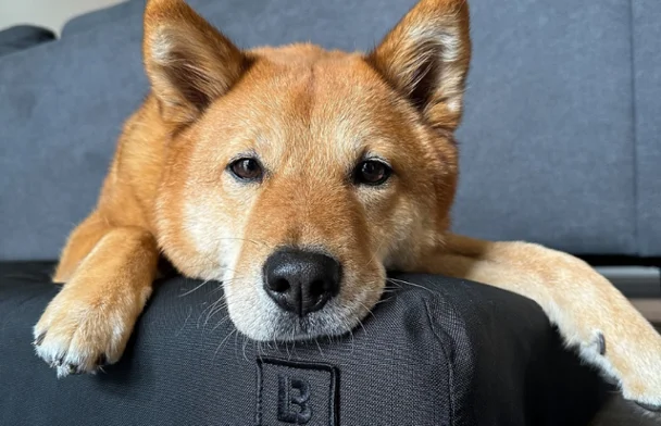 Black Lab Brands