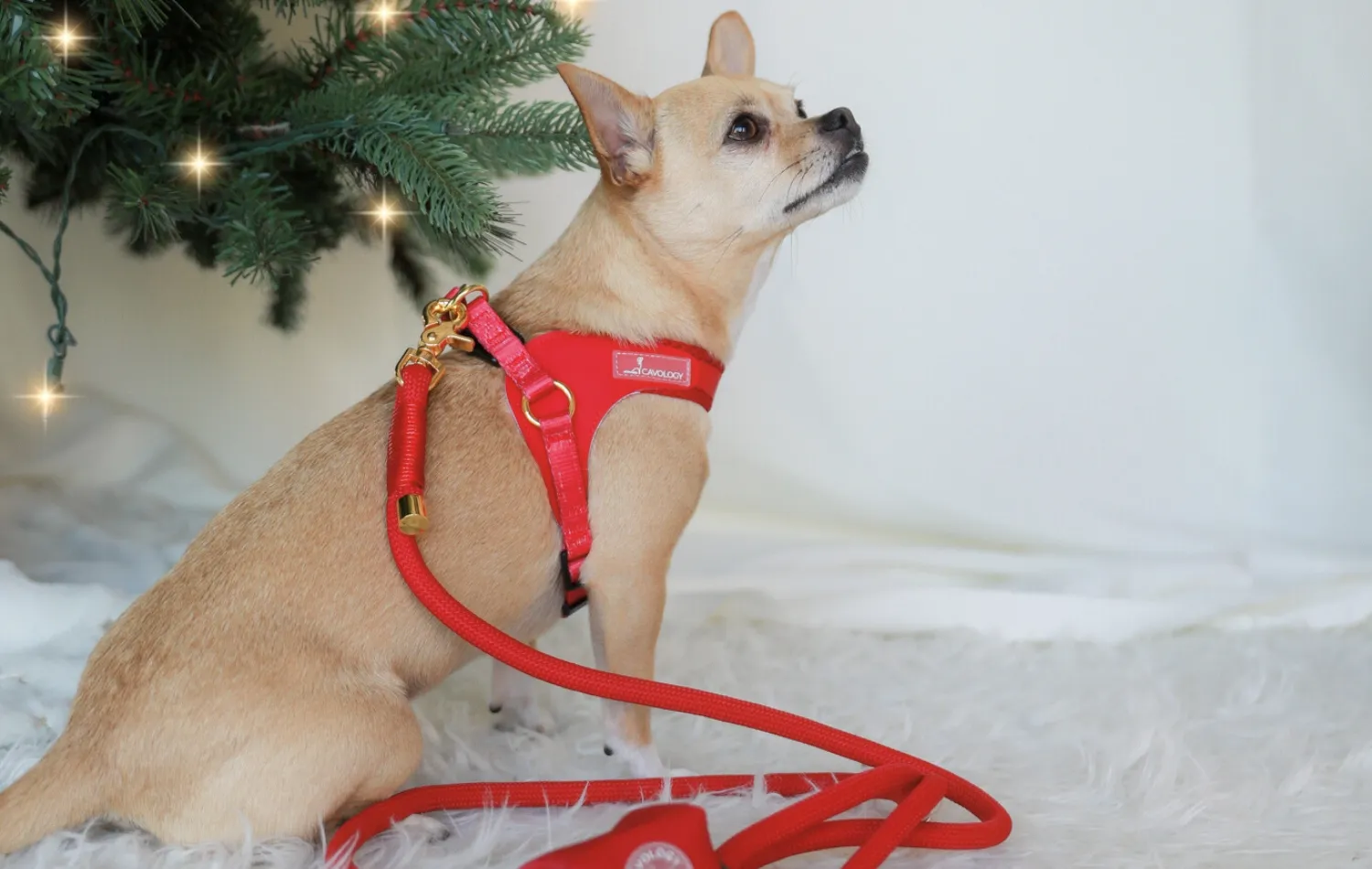 Small dog in a red harness and leash set by a Christmas tree; a stylish Christmas gift idea for dogs with good taste.