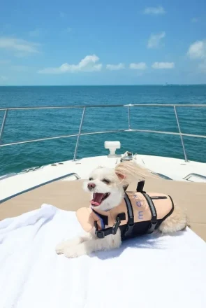 Small white dog wearing a peach life vest on a boat. Summer pet travel and water safety products.
