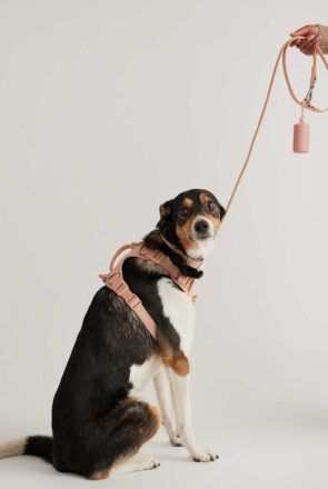 dog harnesses shopping guide