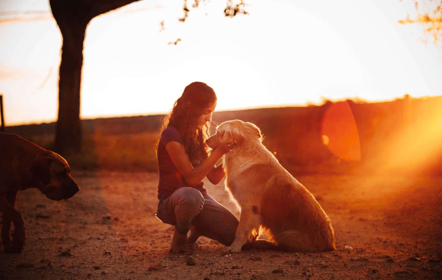 Woman kneeling and holding her dog's face at sunset, illustrating the deep bond and love shared when facing pet loss.