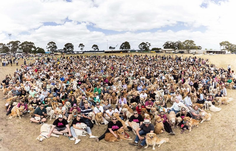 Hundreds of Golden Retrievers and owners at the Gold Rush event, Australia's largest Golden Retriever party.