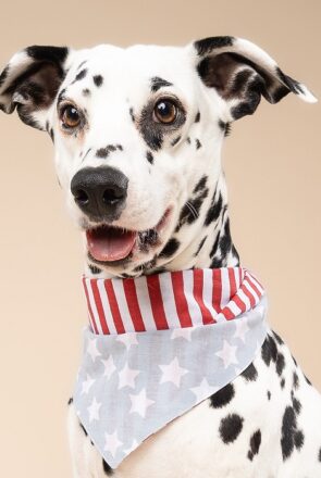 The Paws USA Dog & Cat Bandana