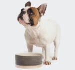 Shop Dog Lovers Directory-Dog Bowls and Feeding-Cloud 7
