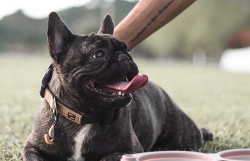 Herzog
