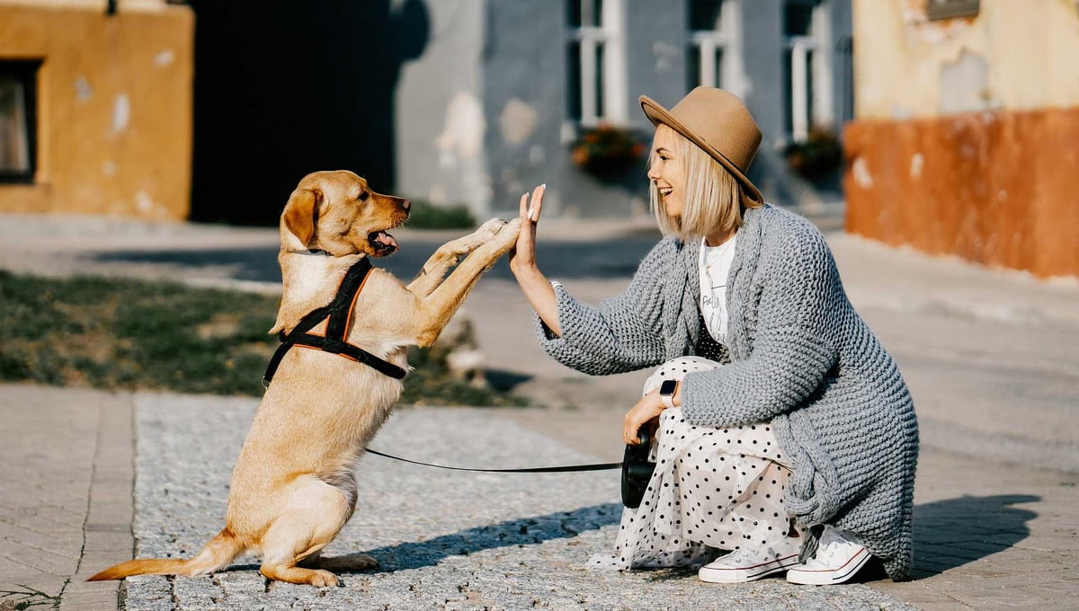 Smiling woman high-fiving her Labrador dog, representing pet brand advertising and lifestyle partnerships.