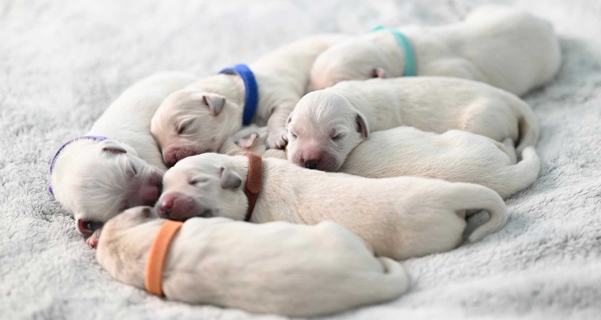 Litter of newborn puppies sleeping on a fluffy blanket for pet brand lifestyle partnerships.