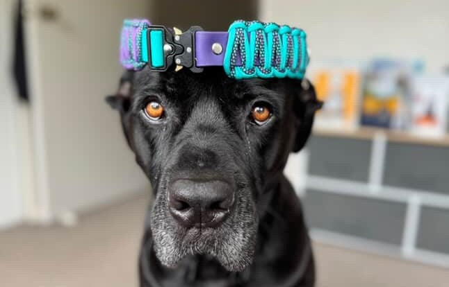 Wag & Wonder