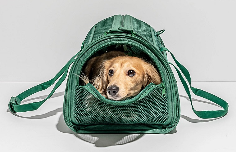 Designer Dog Carrier -Wild One